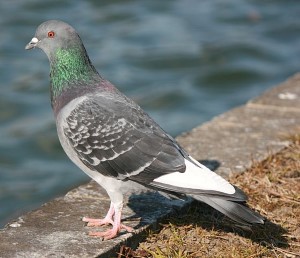 Animal Removal | Pigeon | Nassau County New York | NY | Birds