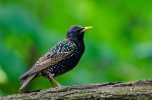 Animal Removal | Starlings | Nassau County New York | NY | Birds