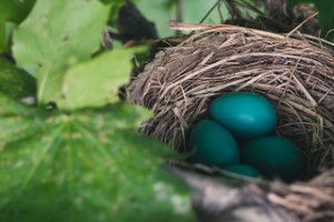 Animal Removal | Bird Nest | Nassau County New York | NY | Birds