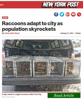 Animal Removal | Nassau County | Long Island | New York Post