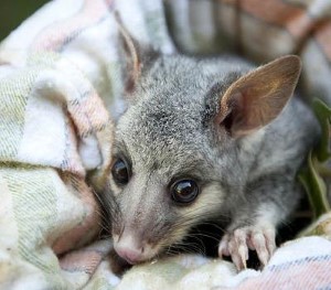 Animal Removal | Opossum | Nassau County New York | NY | Possums