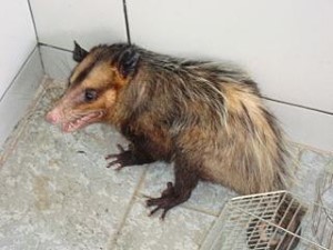 Animal Removal | Opossum | Nassau County New York | NY | Possum