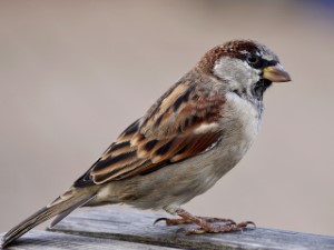 Animal Removal | Sparrows | Nassau County New York | NY | Birds